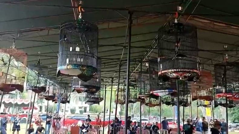 Berhadiah Motor, Festival Kicau Mania Berlangsung Seru di Banyuasin