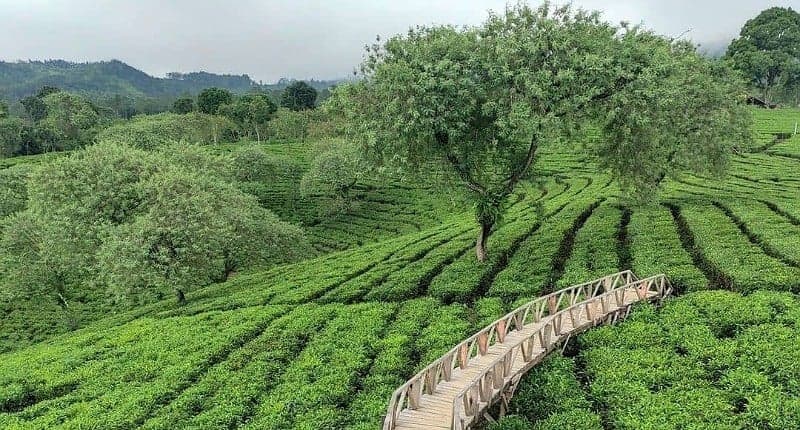 Kampung Unik di Malang, Hanya di Desa Ini Bisa Lihat Kebun Teh Paling Tua di Indonesia