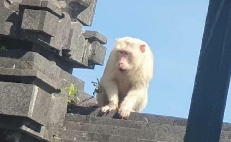 9 Nama Hewan dalam Bahasa Bali, Lengkap Andap dan Alus