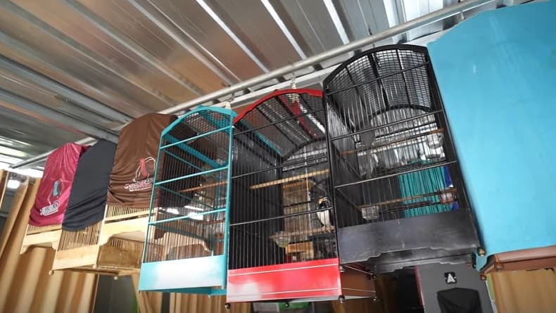 Berawal dari Hobi, Pria Ini Sukses Ternak Burung Murai, Harganya Capai Ratusan Juta