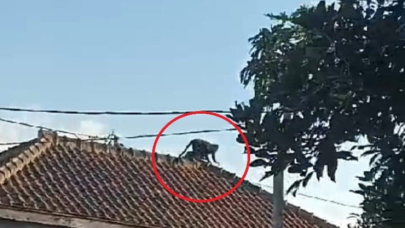 Heboh, Lutung Ekor Panjang Berkeliaran di Permukiman Penduduk Karangpawitan Garut