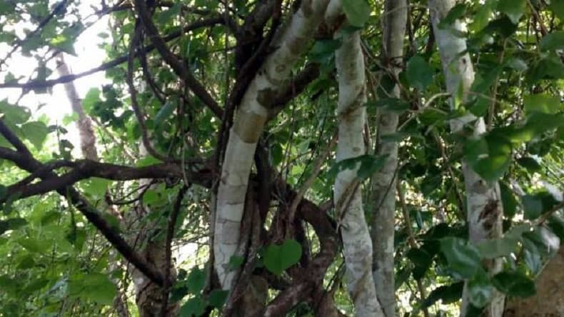 8 Manfaat Kayu Ular Papua, Bisa Atasi Diabetes hingga Risiko Penyakit Jantung