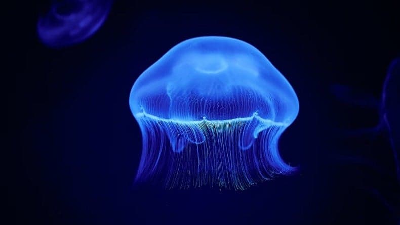 Meski Tak Punya Otak, Ubur-Ubur Sebenarnya Lebih Pintar dari Perkiraan Sebelumnya