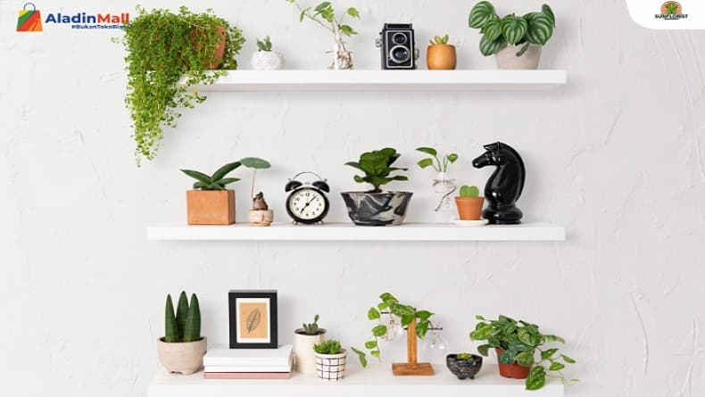Lebih Sejuk, Ini Rekomendasi Tanaman Hias dan Manfaatnya bagi Kesehatan Lebih Sejuk, Ini Rekomendasi Tanaman Hias dan Manfaatnya bagi Kesehatan