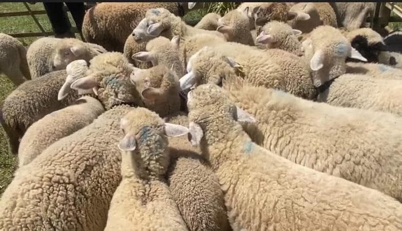 Rumput Susah Dicari usai Banjir, Puluhan Domba Tak Sengaja Makan 100 Kg Ganja