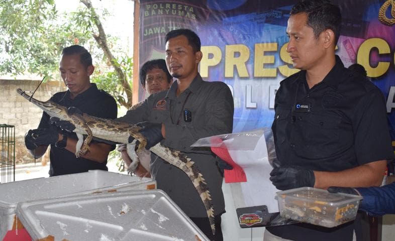 Polisi Tangkap Pelaku Perdagangan Hewan Dilindungi di Banyumas, Sita Buaya Muara