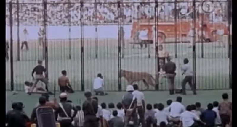 Fakta Menarik Stadion GBK Pernah Jadi Saksi Bisu Pertunjukan Duel Maut Gladiator