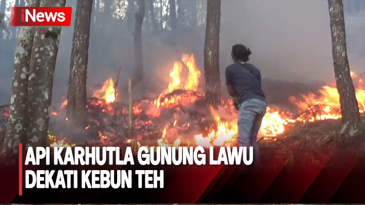 Awas! Kebakaran Hutan Gunung Lawu, Api Dekati Perkebunan Teh