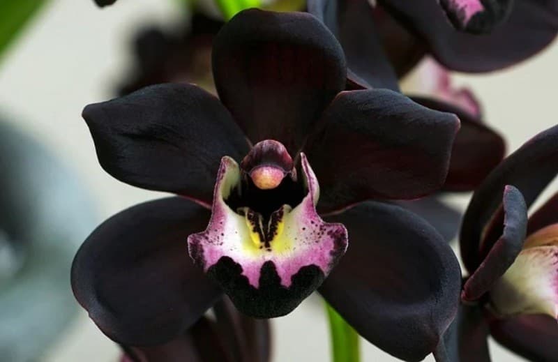 10 Jenis Anggrek Termahal di Dunia, Nomor 2 dari Ujung Timur Indonesia