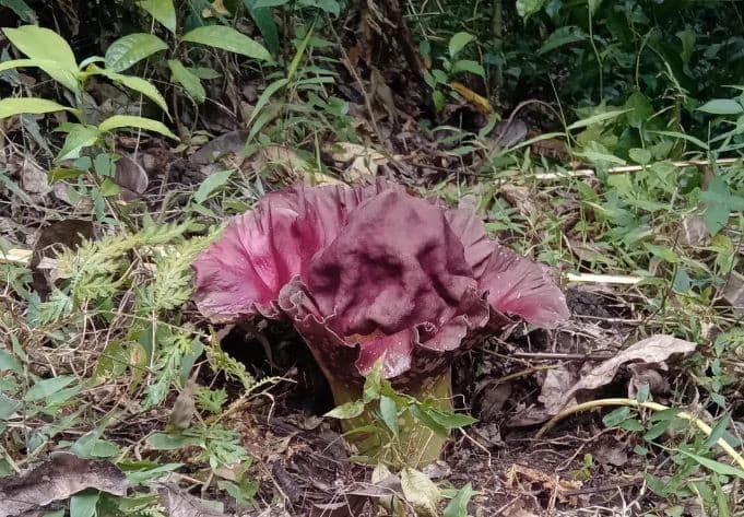 Bunga Bangkai Mekar di Jurang Bukit Sulap Lubuklinggau, Pertanda Musim Hujan Tiba?