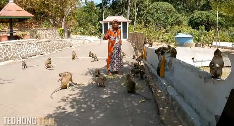 Kampung Unik di Banyumas, Ada Legenda Monyet Kutukan yang Hidup Berdampingan dengan Warga Kampung Unik di Banyumas, Ada Legenda Monyet Kutukan yang Hidup Berdampingan dengan Warga