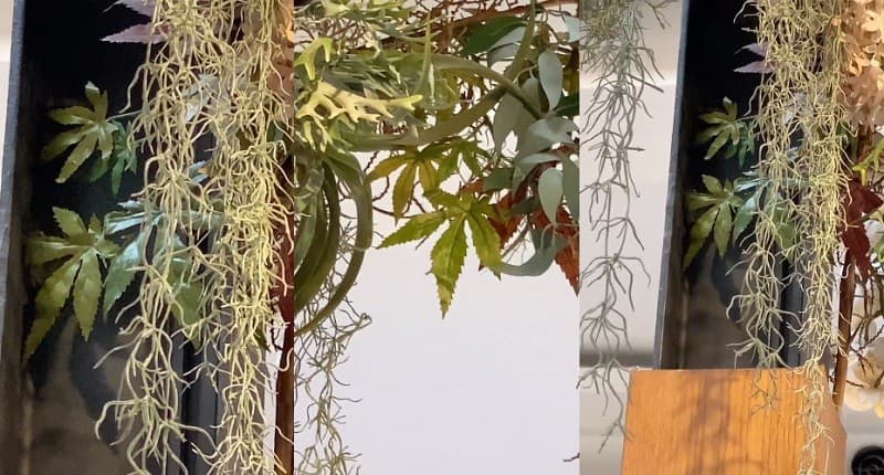 Viral, Igor Saykoji Nemu Tanaman Mirip Daun Ganja di Restoran, Netizen: Singkong Apa Pepaya? Viral, Igor Saykoji Nemu Tanaman Mirip Daun Ganja di Restoran, Netizen: Singkong Apa Pepaya?