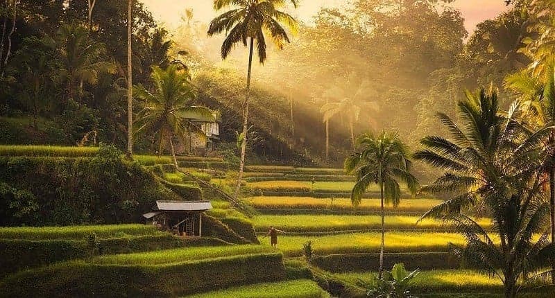 5 Desa Wisata di Bali Punya Suasana Menakjubkan, Ada Pemandangan Sawah seperti Lukisan