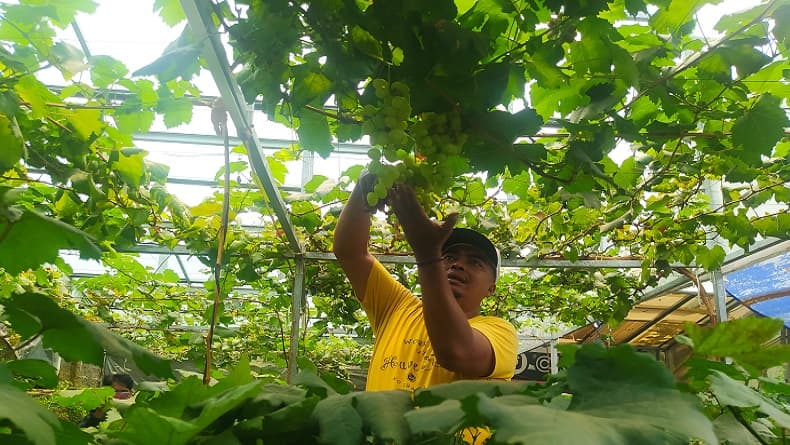 Melirik Kampoeng Anggoer Cimahi, Warga Budidayakan 52 Jenis Anggur di Gang Sempit