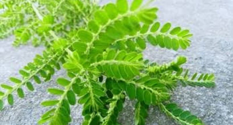 4 Cara Mengolah Daun Meniran untuk Kesehatan Tubuh, Bisa Dibuat Teh hingga Ekstrak