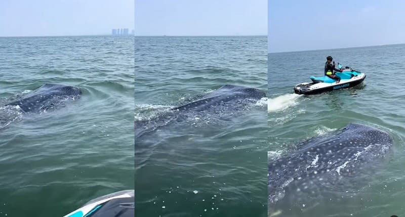 Viral, Muncul Hiu Paus Tutul di Laut Jakarta, Netizen: Keren, Kepulauan Seribu Saja Belum Ada