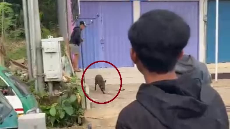 Padalarang KBB Geger, Babi Hutan Tiba-tiba Masuk Permukiman Warga 