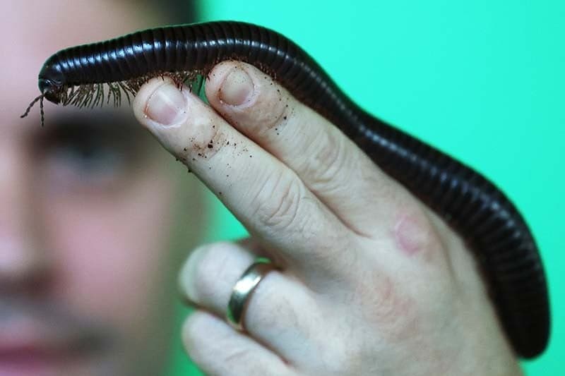 Penampakan Ulat Kaki Seribu Raksasa, Berani Pegang?