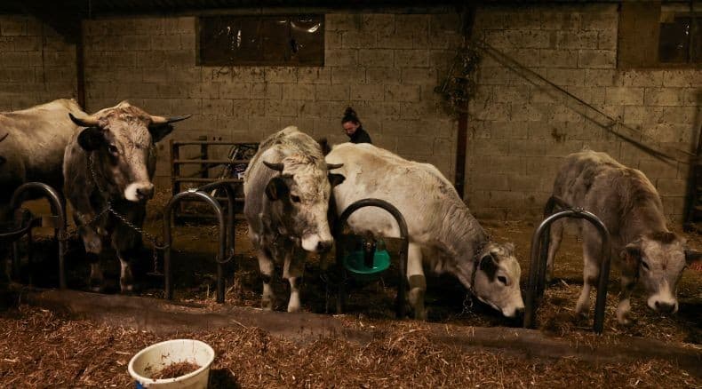 Kapal Bawa 14.000 Domba dan 2.000 Sapi Menuju Israel Telantar di Laut akibat Perang