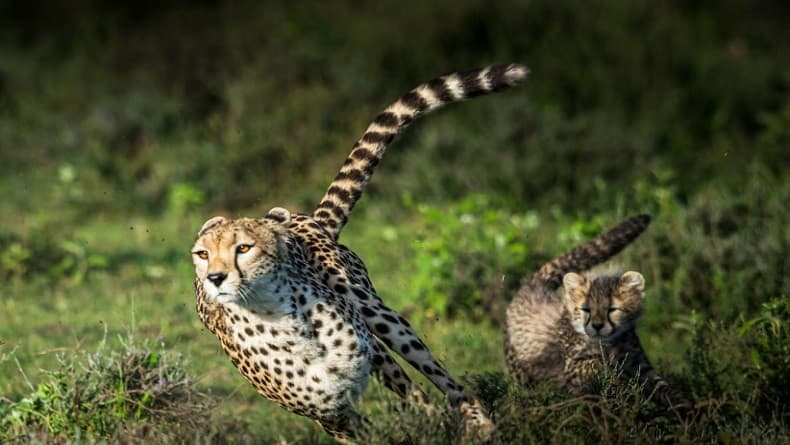 Tercepat di Dunia, Ini Alasan Cheetah Mampu Berlari Kencang Tercepat di Dunia, Ini Alasan Cheetah Mampu Berlari Kencang