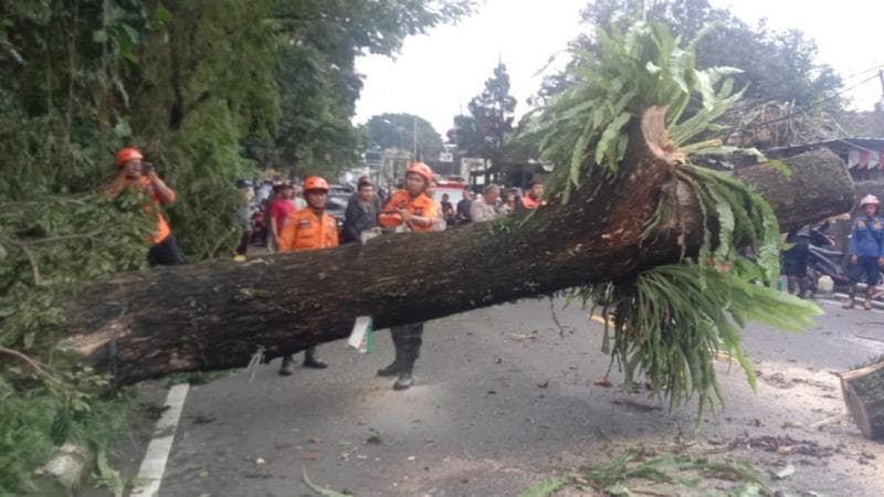 Lagi-Lagi, Pohon Tumbang di Jalan Raya Puncak-Gadog Bogor