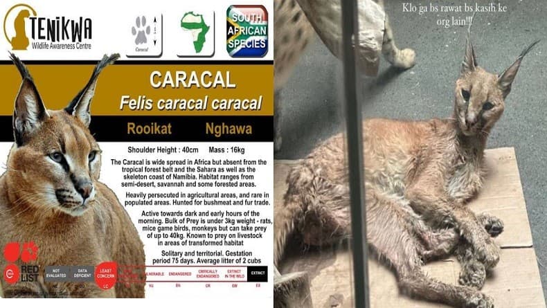 Mengenal Caracal Kucing Viral yang Ditelantarkan Okin, Ternyata Masuk Kategori Satwa Liar