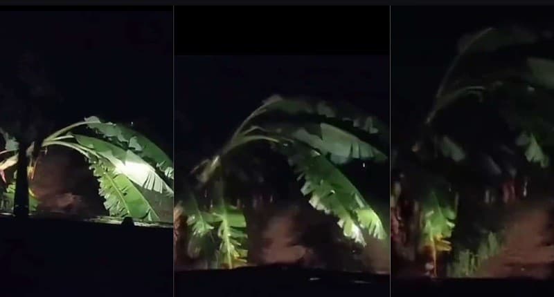 Viral Pohon Pisang Bangun Sendiri saat Mobil Mau Lewat, Netizen Merinding!
