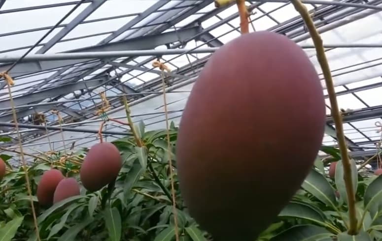 Deretan Mangga Termahal di Dunia, Termahal Tembus Rp785.000