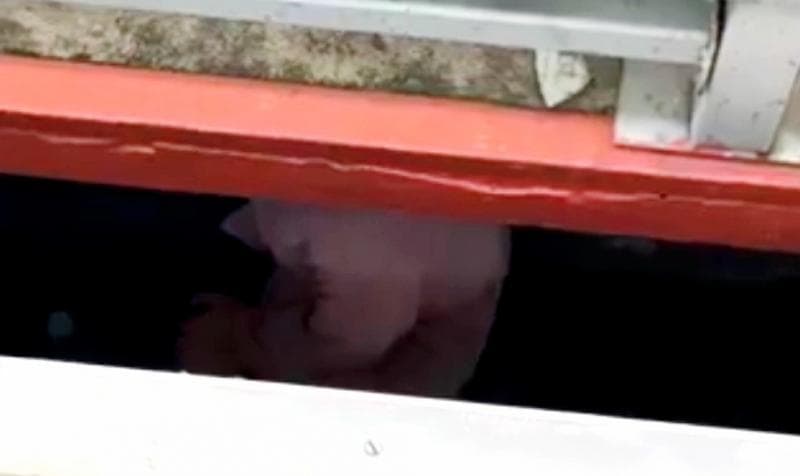 Viral Perempuan Jatuh ke Kolong KRL di Stasiun UI, Penumpang Panik