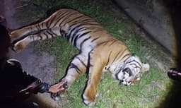 Miris! Harimau Langka Mati Ditabrak Mobil di Jalan Tol