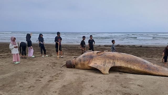 Penampakan Ikan Duyung di Pantai Lebak Selatan, Mati Terdampar Jadi Tontonan Warga