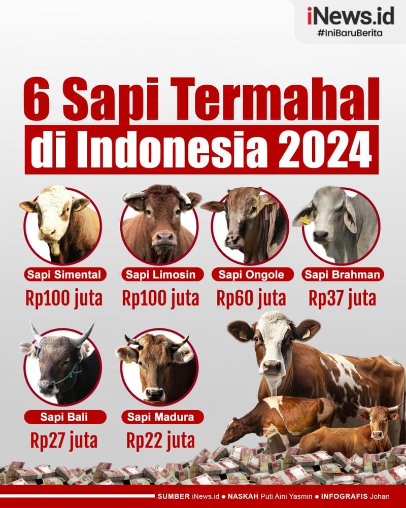 Infografis Deretan Sapi Termahal di Indonesia 2024