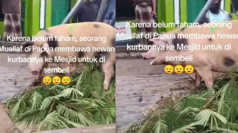 Viral Pria Mualaf Bawa Babi ke Masjid sebagai Hewan Kurban, Netizen: Malaikat Pun Bingung