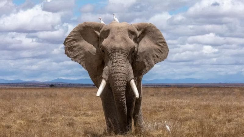 8 Hewan Paling Berbahaya di Dunia, Nomor 1 Membunuh 780 Ribu Orang per Tahun