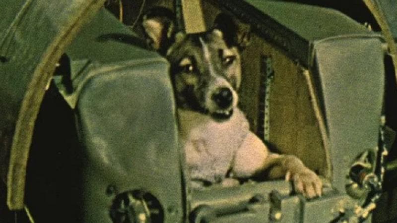 Kisah Sedih Laika, Anjing Pertama yang Dikirim ke Orbit Bumi