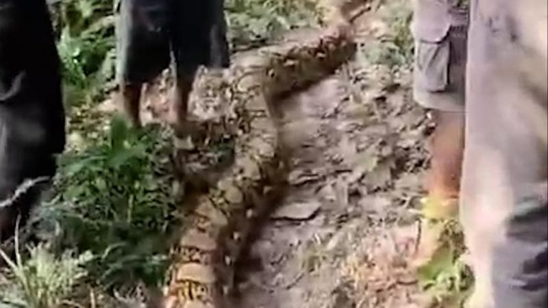 Emak-Emak Penyadap Karet di Muarojambi Tewas Dililit Piton Disaksikan Suami