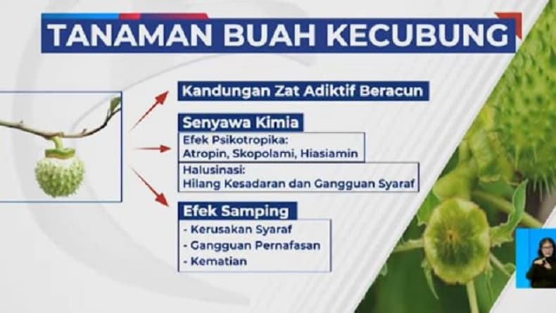 Kenali Bahaya Buah Kecubung, Bisa Bikin Mabuk sampai Gila Berujung Kematian
