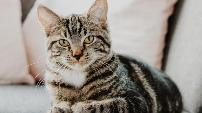 Bagaimana Mata Kucing Melihat Warna? Ternyata Beda dengan Manusia