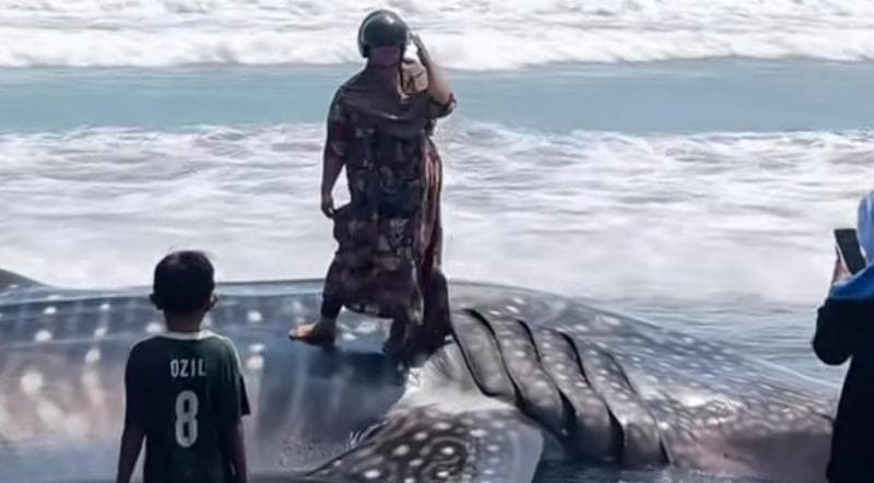Viral Emak-Emak Foto di Paus yang Terdampar, Netizen: The Real Ras Terkuat di Bumi