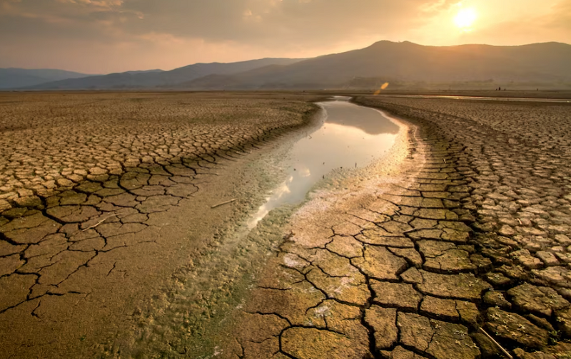 Musim Kemarau 2025, Industri Sawit Diminta Siaga Antisipasi Kebakaran Lahan