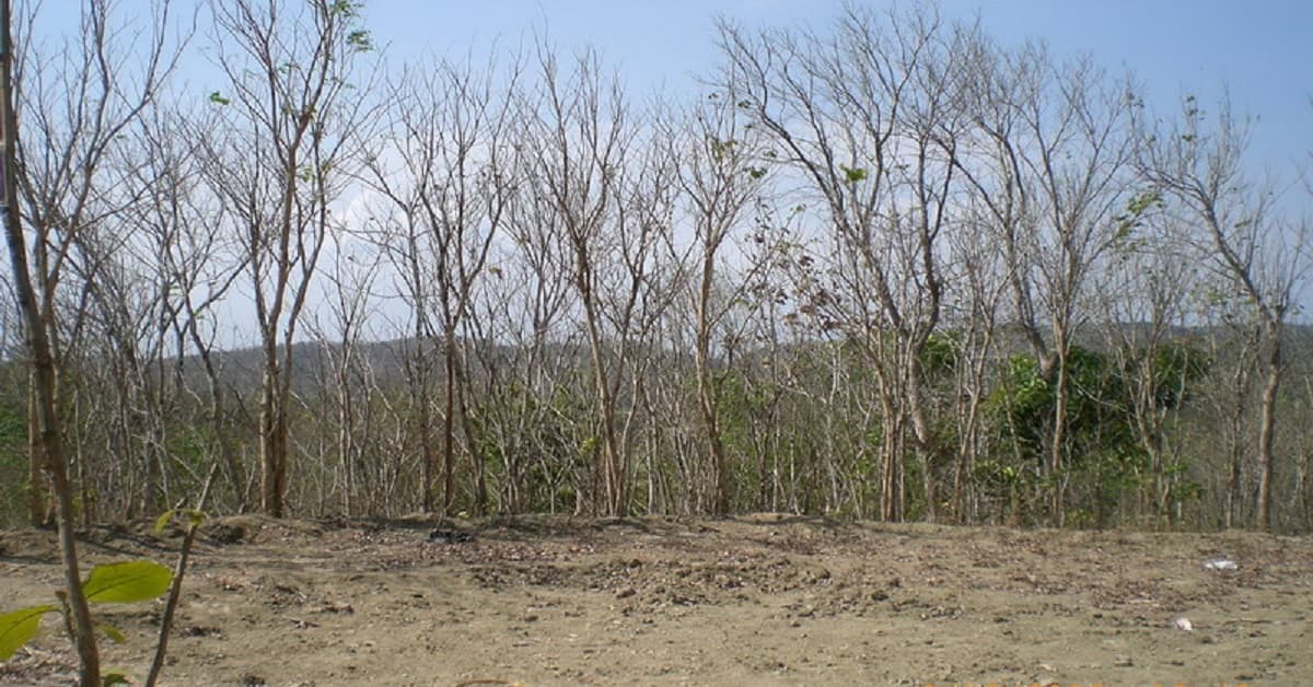 BMKG: 57,7 Persen Wilayah Indonesia Masuk Musim Kemarau