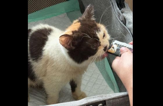 Sherina Munaf Selamatkan Kucing Uya Kuya yang Ditinggal usai Digeruduk Massa