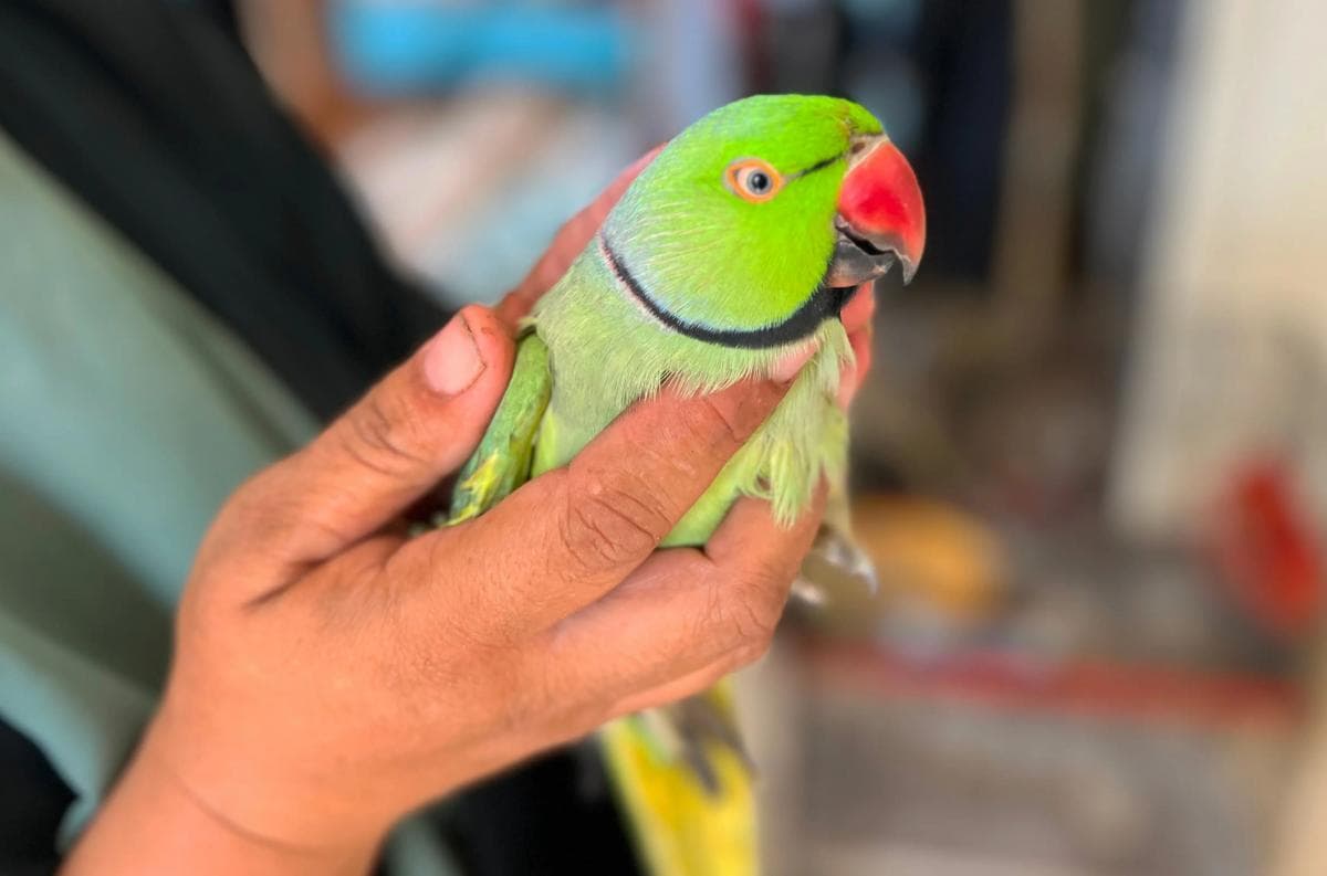 Kisah Haru Bico si Burung Parkit, Harta Paling Berharga Korban Perang Gaza