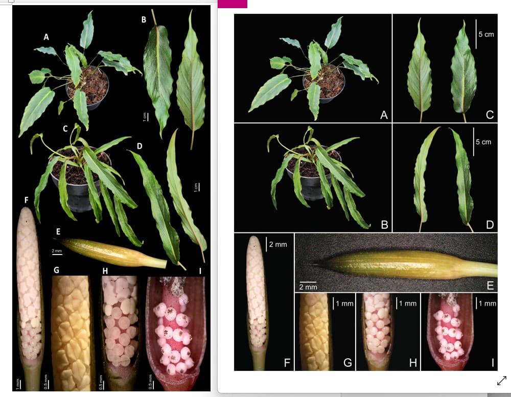 12 Spesies Tumbuhan Baru Indonesia Ditemukan Sepanjang 2025