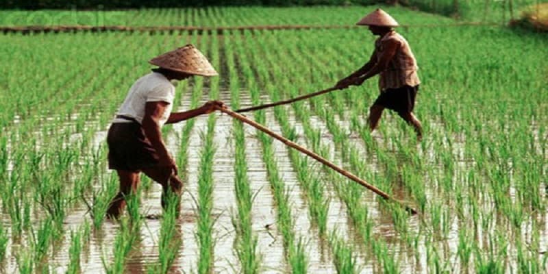 Nilai Tukar Petani Naik 1,05 persen pada Desember 2025