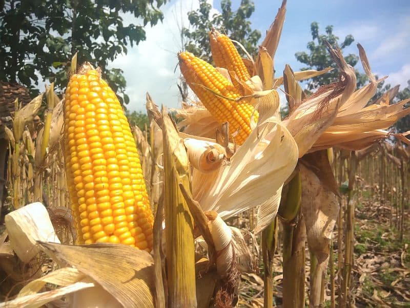 Tidak Impor, Indonesia Siap Ekspor Jagung di 2026