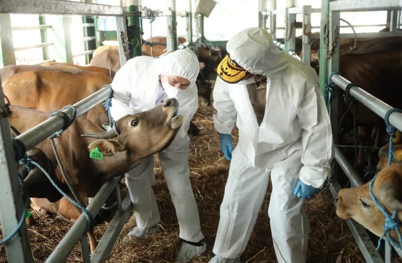 Distribusi 4 juta Dosis Vaksin PMK Ditargetkan pada 2026