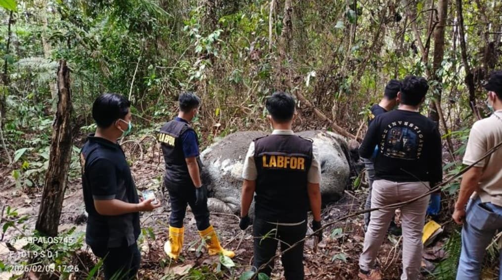 Heboh Gajah Tewas dengan Kaki Buntung, Polisi Kejar Pemburu Liar di Riau
