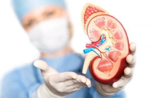 Mitos atau Fakta: Transplantasi Ginjal Hanya Bisa Dilakukan oleh Keluarga
