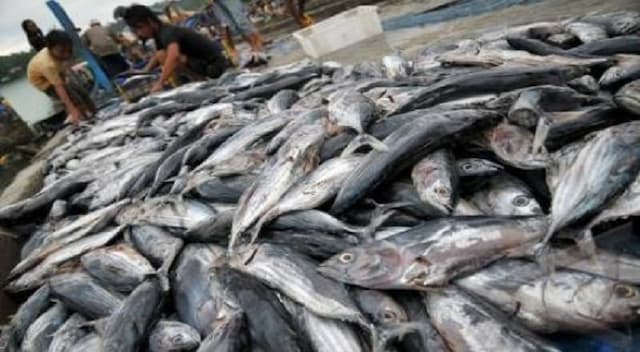 Cuaca Ekstrem Bikin Produksi Ikan Merosot di Awal 2026